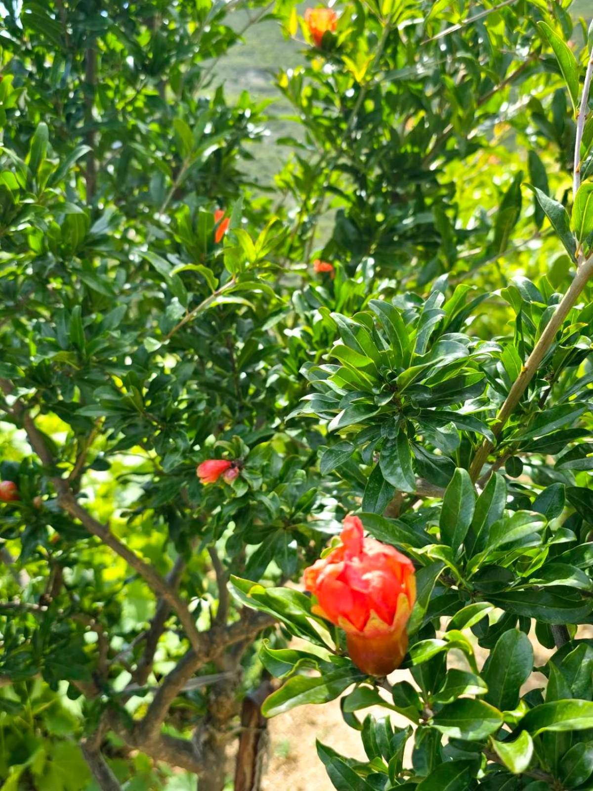 Philoxenia Guest House Himara Kültér fotó